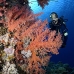 coral_soft_shsh_si_v_0097_egy4793.jpg